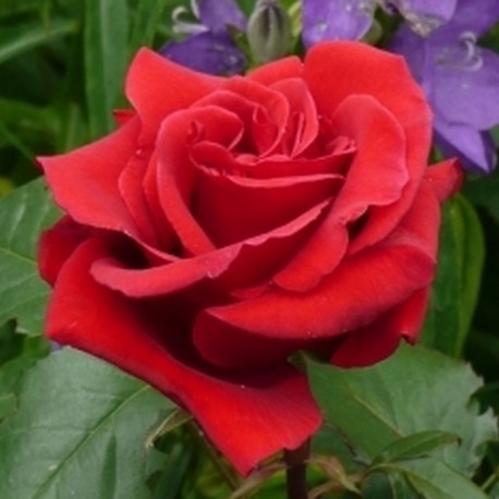 ROSIER RED SENSATION ***