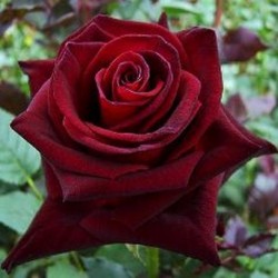 ROSIER BLACK BACCARA