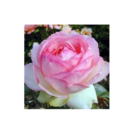 ROSIER ROSE OPTIMISTE ***